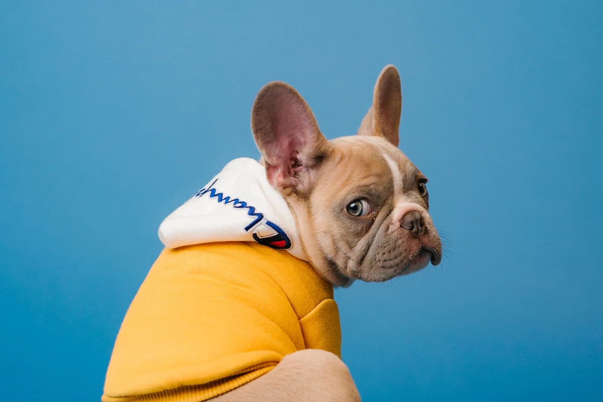 Hond klaar voor opvang met zijn spullen
