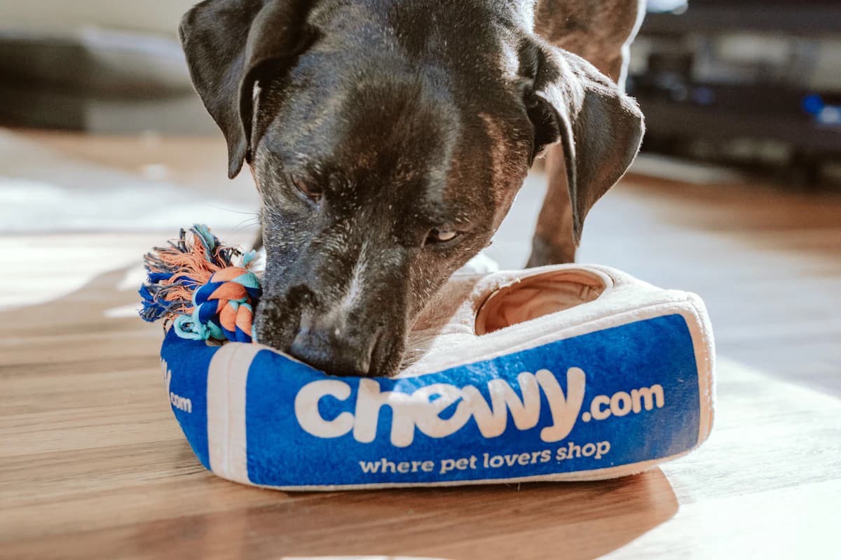 Pet sitter with a dog in Belgium