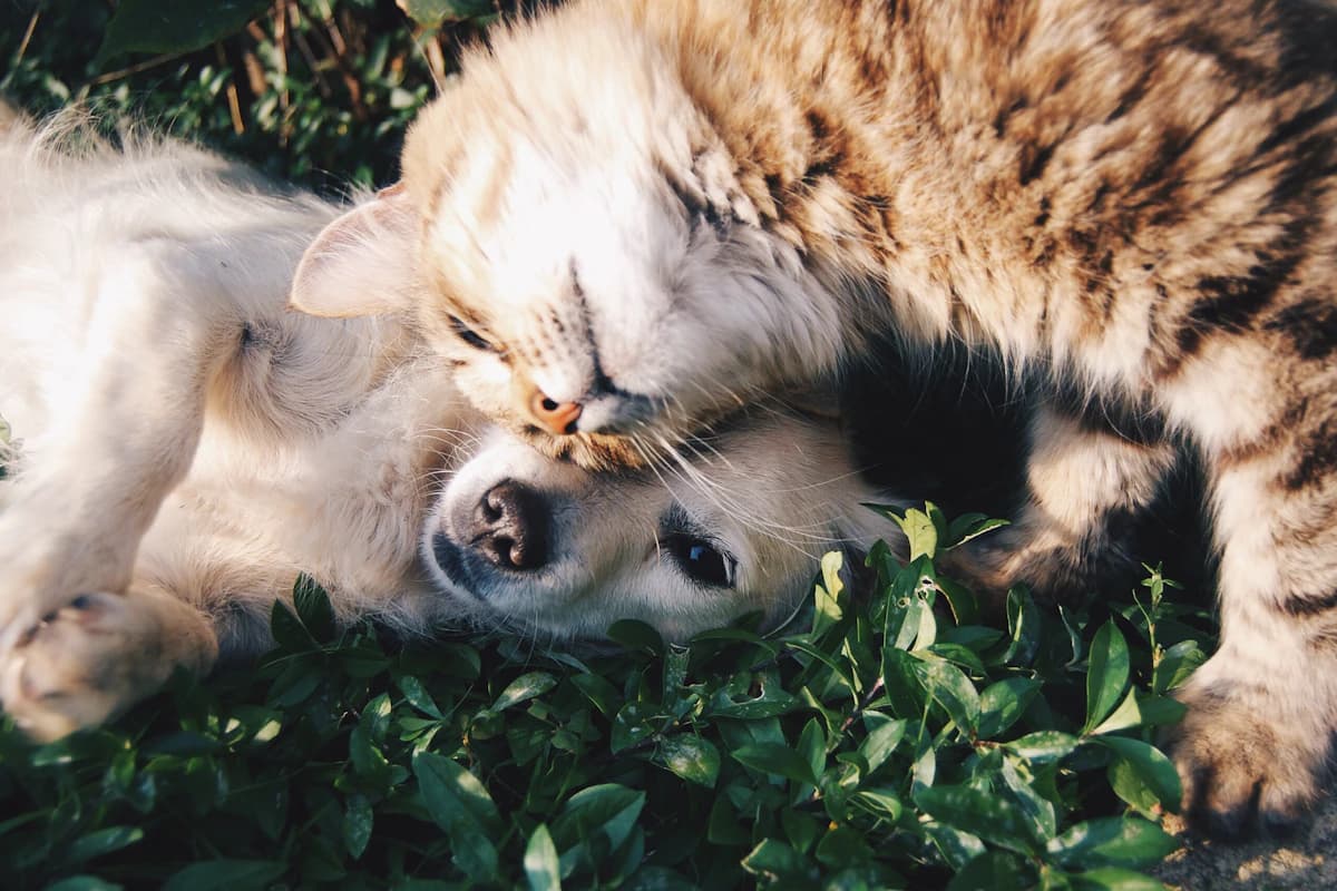Dog and cat looked after together in a home