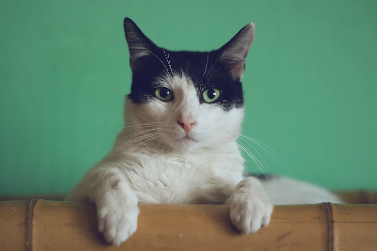 Kat thuis tijdens een bezoek van de kattenoppas