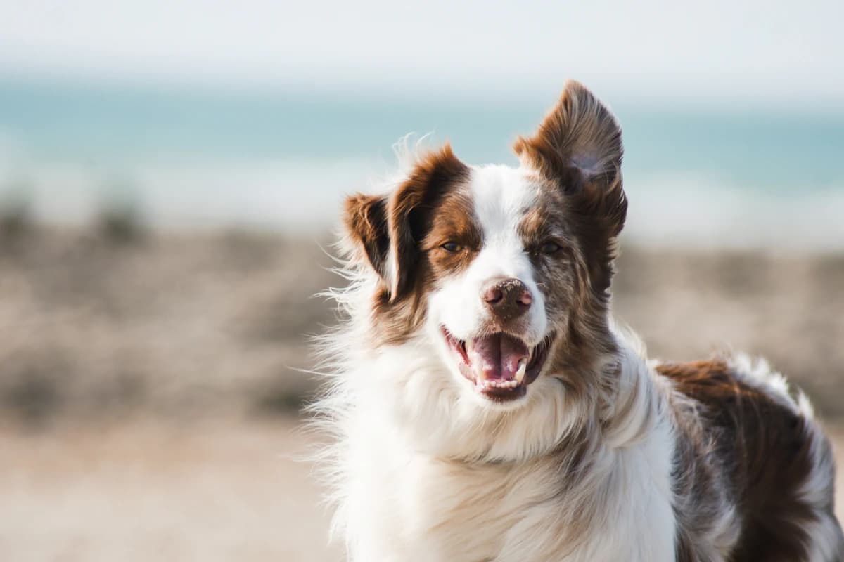 Chien détendu pendant un hébergement chez un petsitter